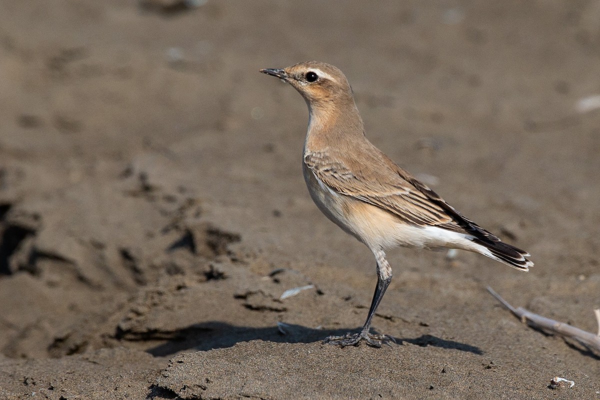 Isabelline Wheatear - ML187442201