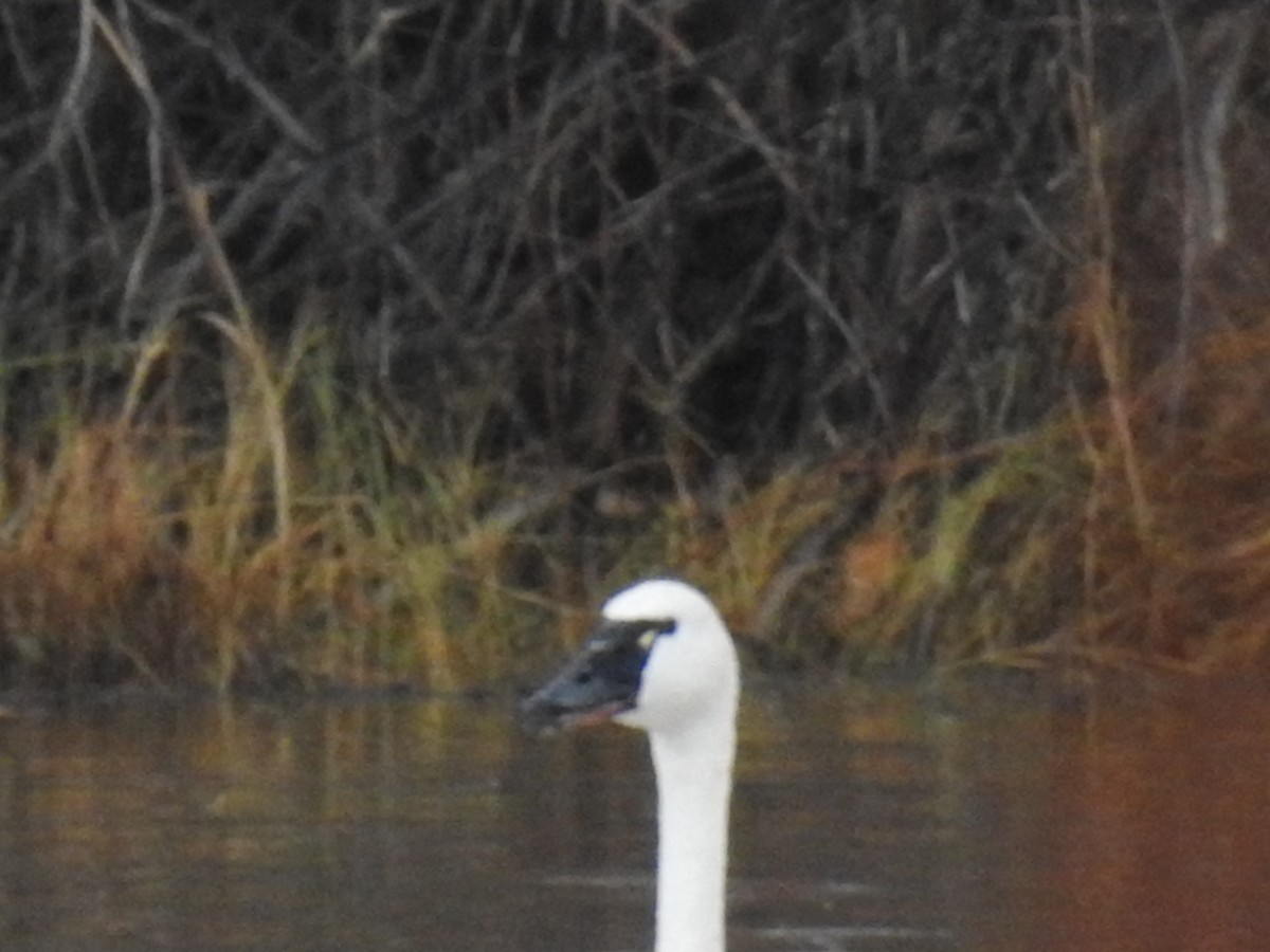 Cisne Chico - ML187442351