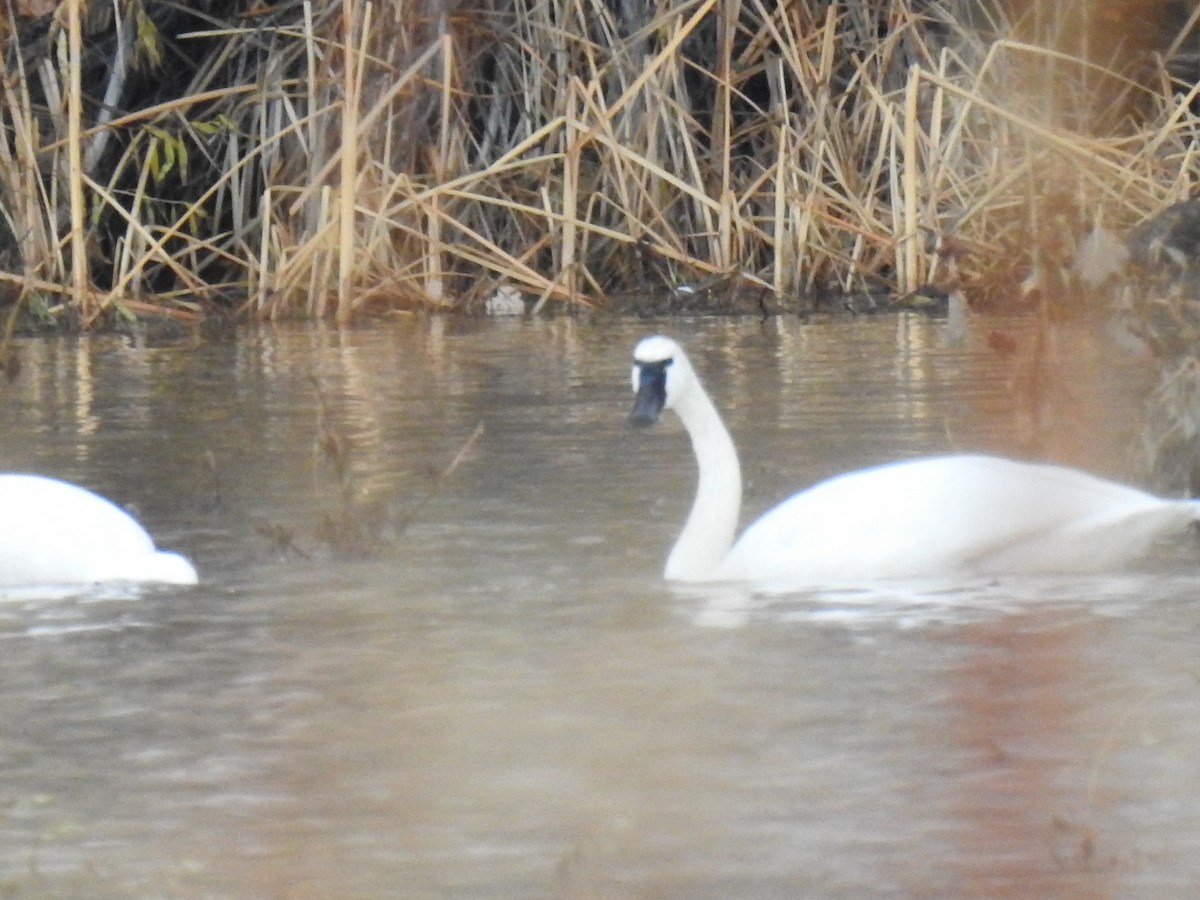Cisne Chico - ML187442371