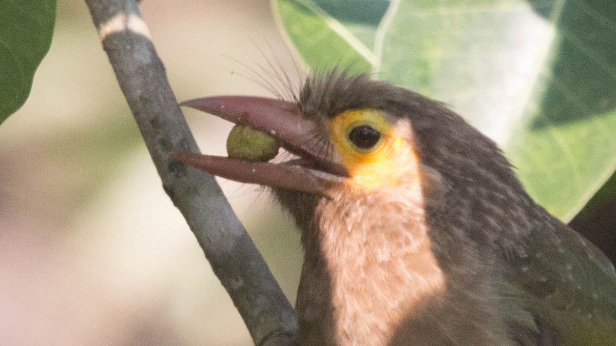 Brown-headed Barbet - Parthasarathy Gopalan