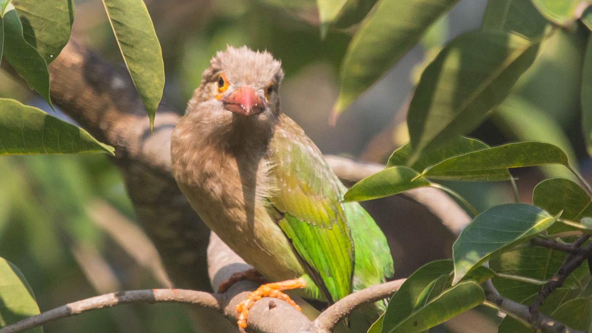 Brown-headed Barbet - Parthasarathy Gopalan