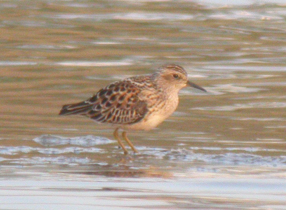 Long-toed Stint - Shaun Robson