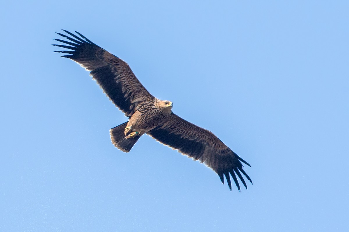 Kaiseradler - ML187443201