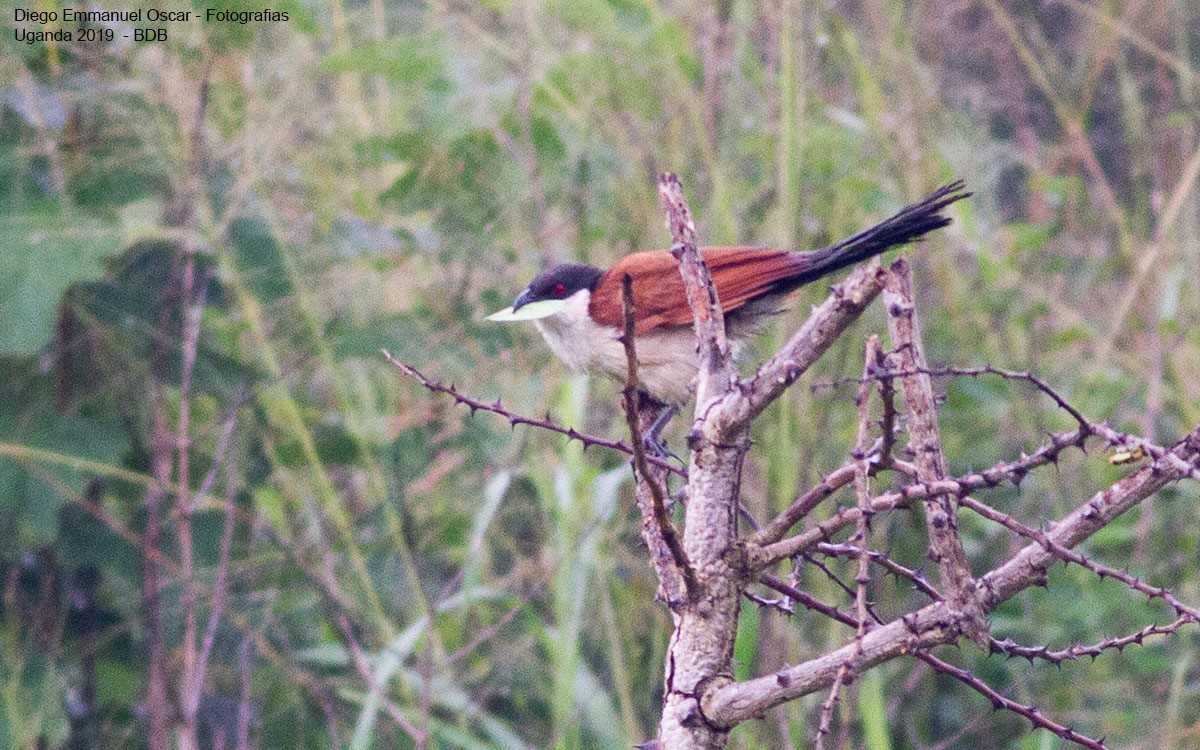 Coucal du Sénégal - ML187447131