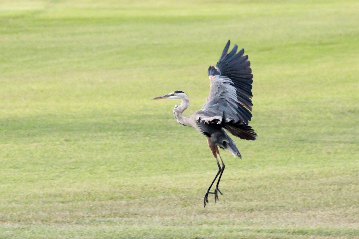 Great Blue Heron - Henriette de Vries