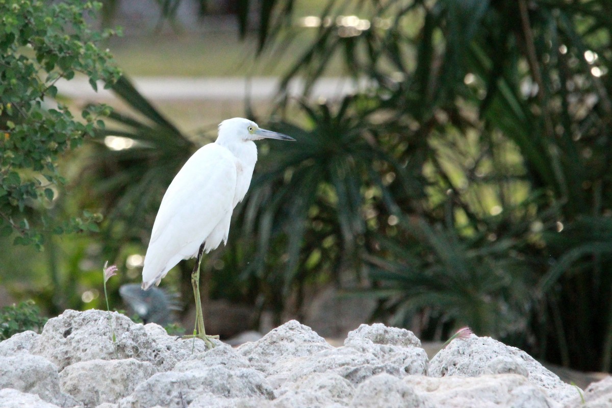 Little Blue Heron - ML187447531