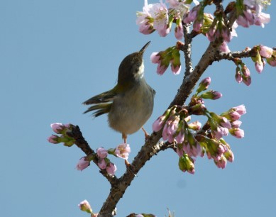 Common Tailorbird - ML187447811