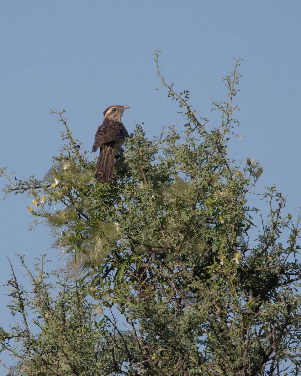 Cuclillo Crespín - ML187449391