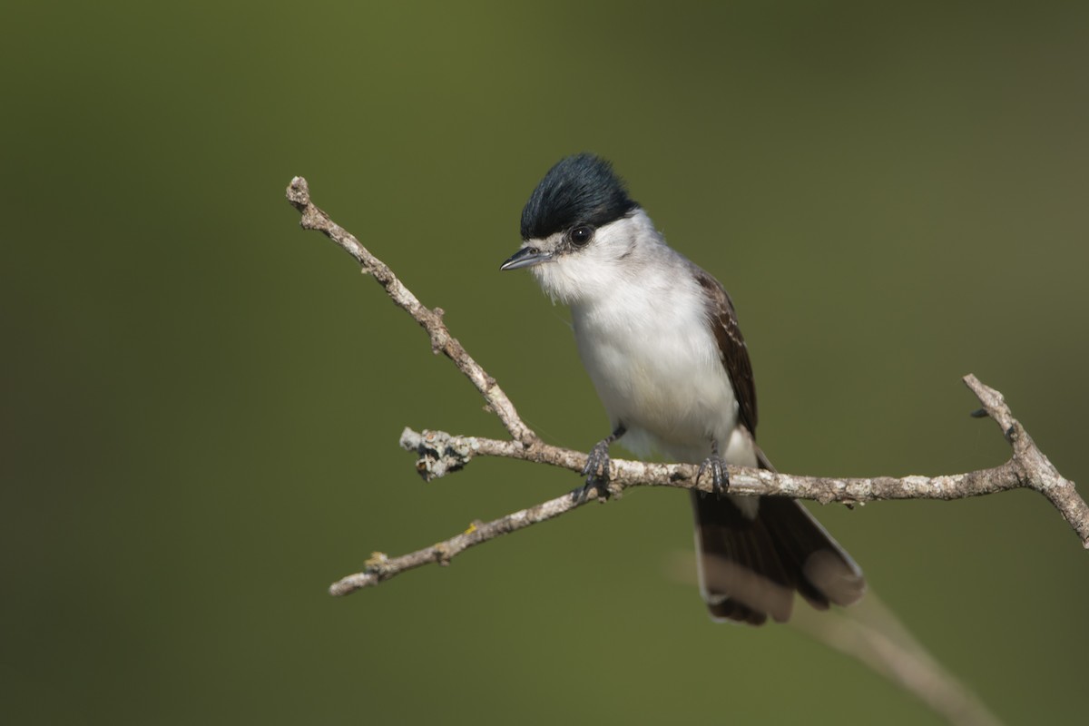 White-naped Xenopsaris - ML187449691