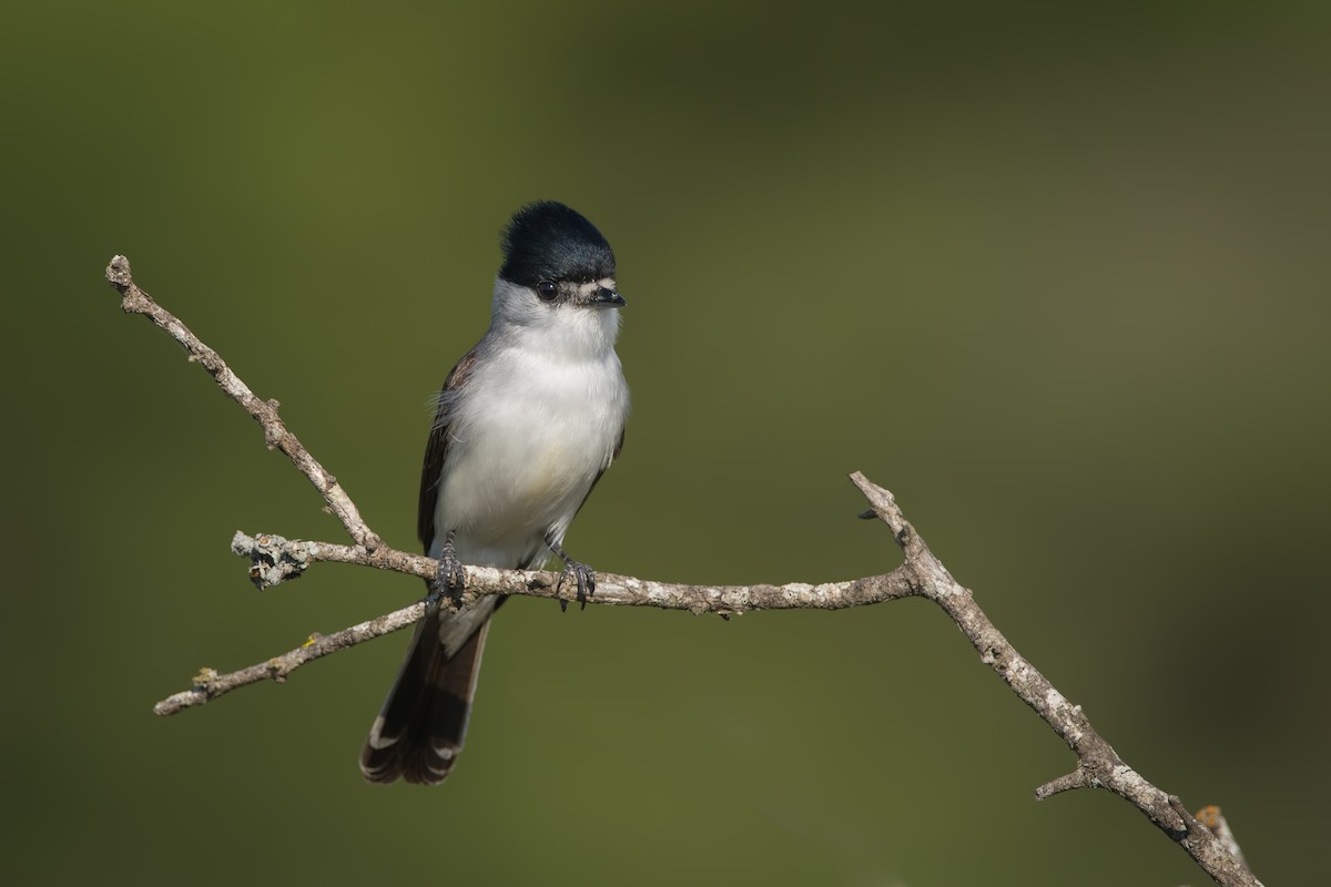 White-naped Xenopsaris - ML187449701