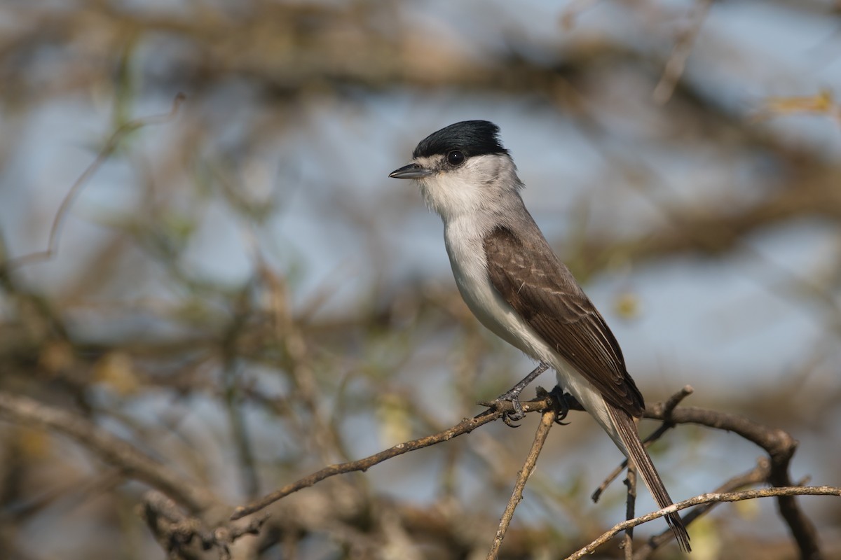 White-naped Xenopsaris - ML187449711