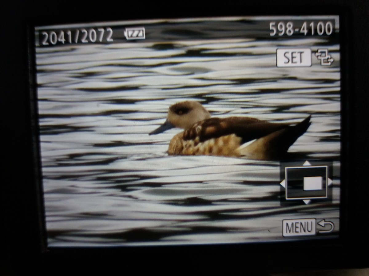 Crested Duck - Bucaneros de la Conservación SBC