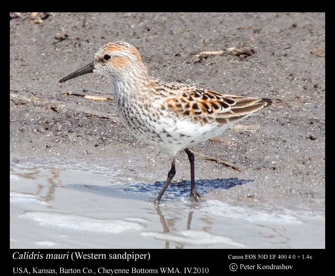 Western Sandpiper - Peter Kondrashov