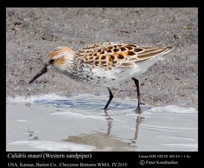 Western Sandpiper - Peter Kondrashov