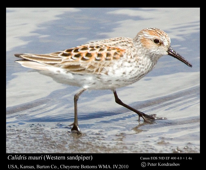 Western Sandpiper - Peter Kondrashov