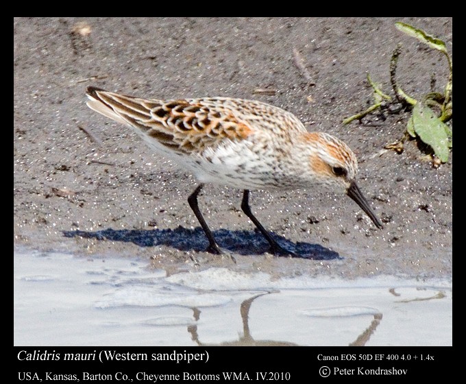 Western Sandpiper - Peter Kondrashov