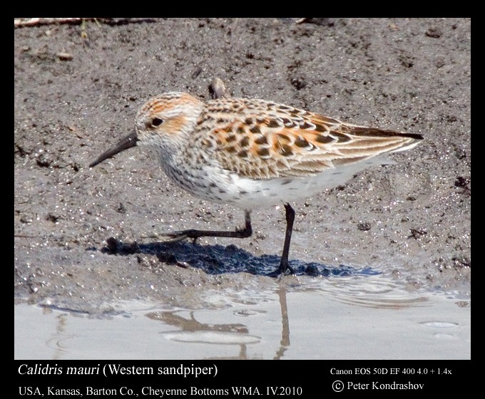 Western Sandpiper - Peter Kondrashov