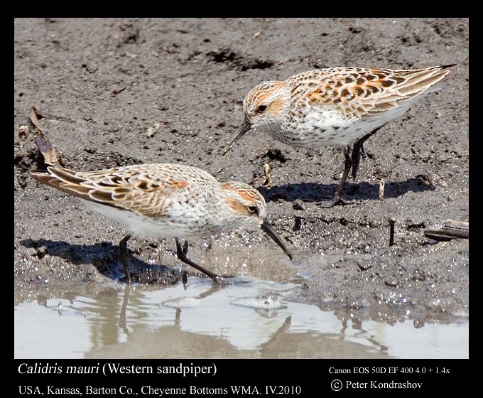 Correlimos de Alaska - ML187451961