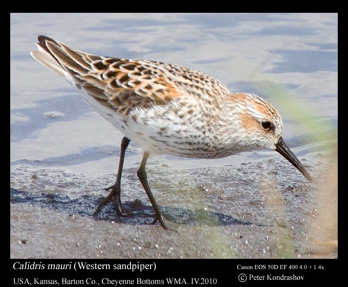 Western Sandpiper - ML187451971