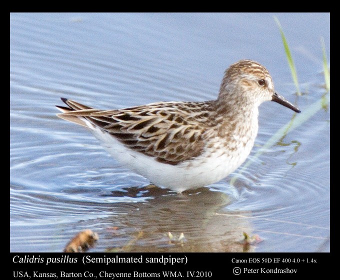 Semipalmated Sandpiper - Peter Kondrashov