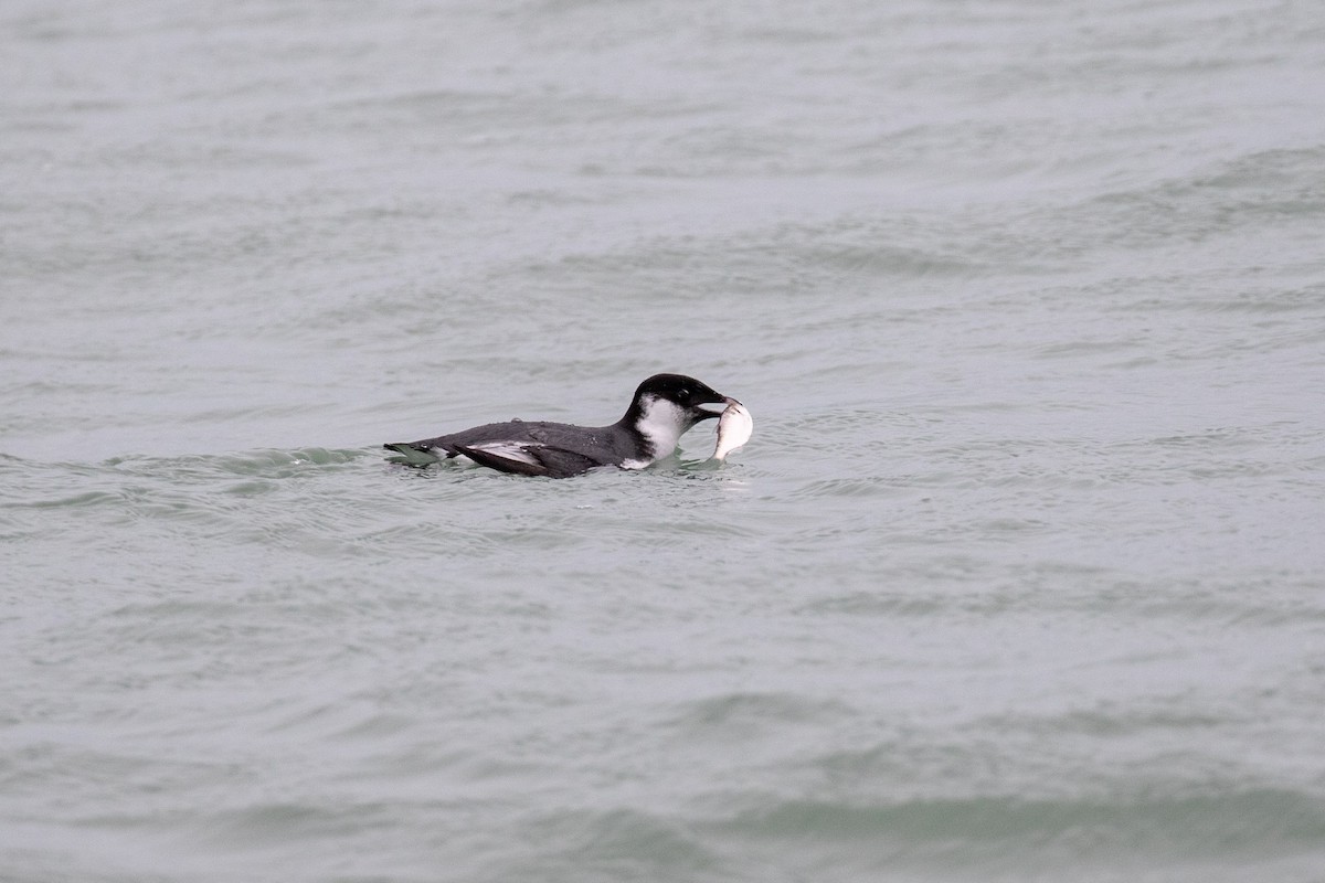Ancient Murrelet - ML187454031