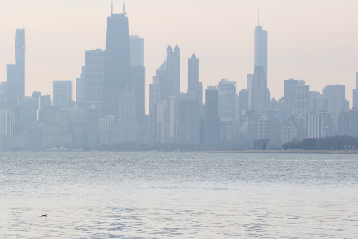 Ancient Murrelet - ML187454301