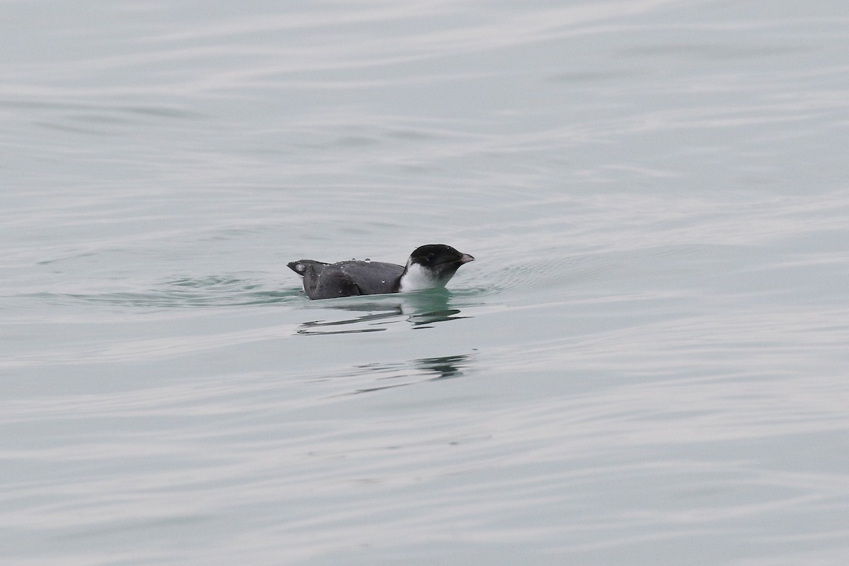 Ancient Murrelet - ML187454311
