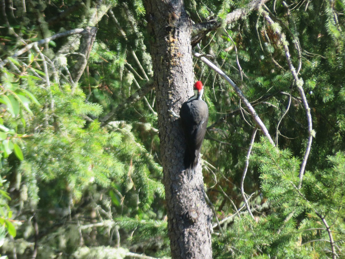 Pileated Woodpecker - ML187454361