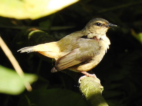 Buff-rumped Warbler - ML187454661