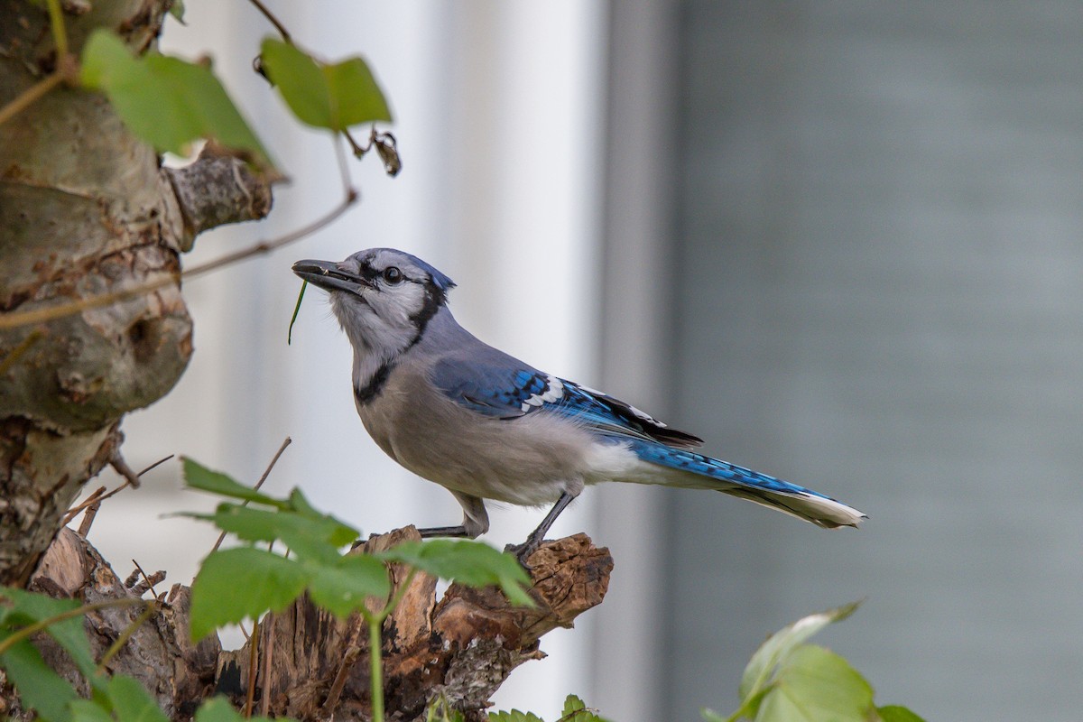 Blue Jay - ML187454801