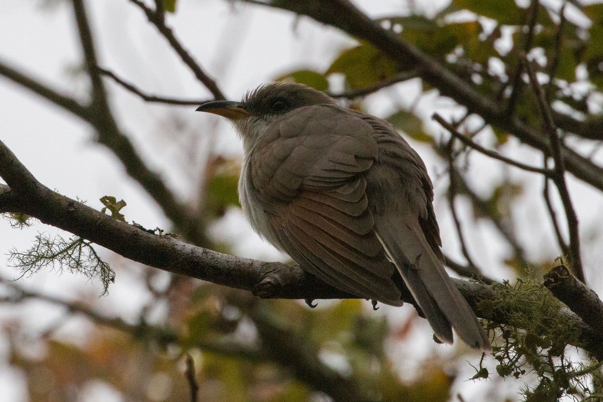 Yellow-billed Cuckoo - ML187456021