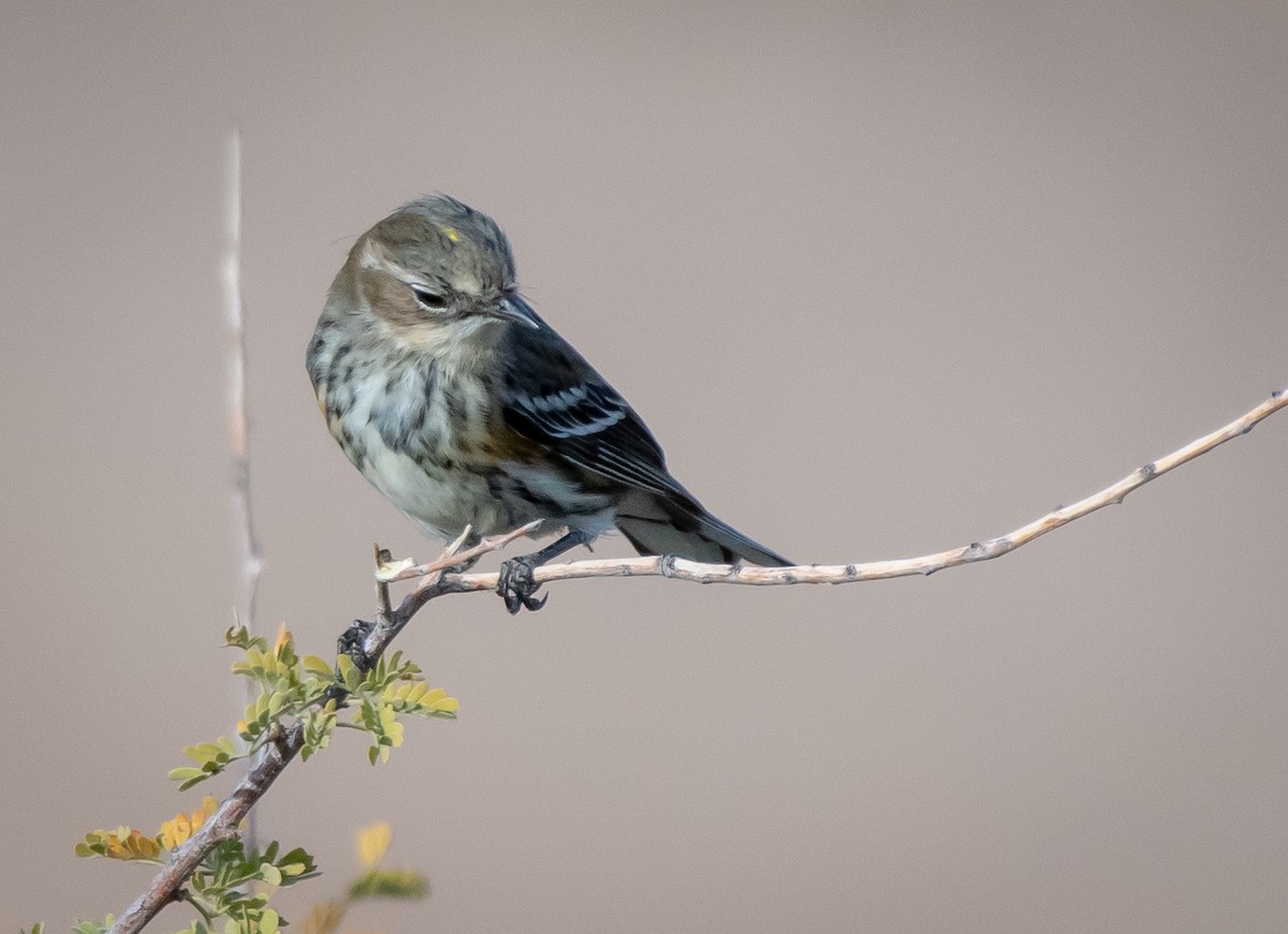 Yellow-rumped Warbler (Myrtle) - Mary McSparen