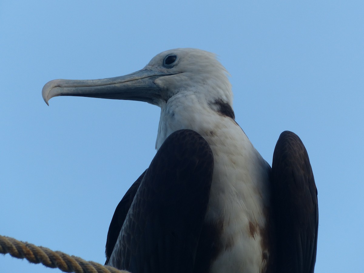 Rabihorcado Magnífico - ML187456861