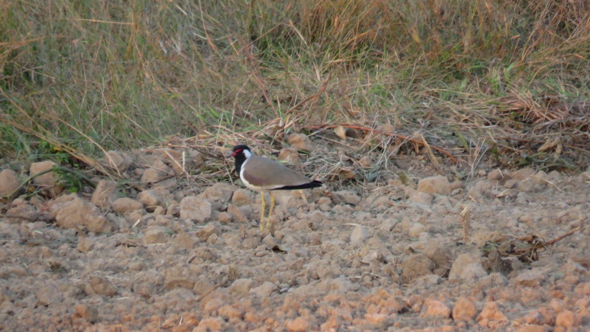 Red-wattled Lapwing - ML187457141