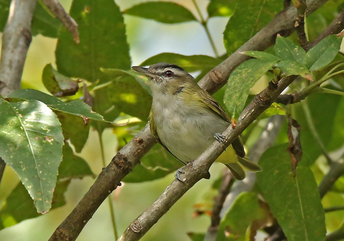 Red-eyed Vireo - ML187457401