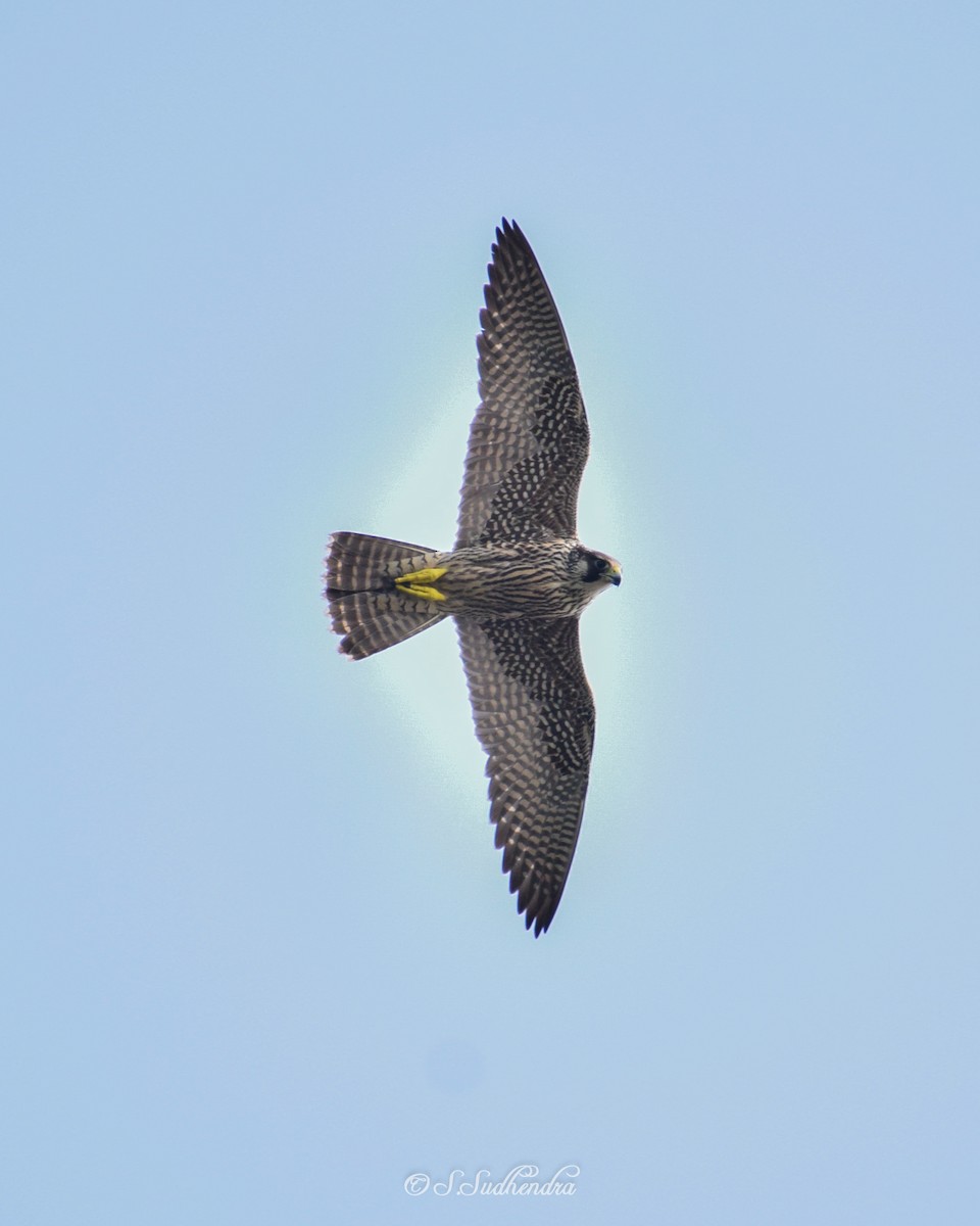 Peregrine Falcon - ML187458511