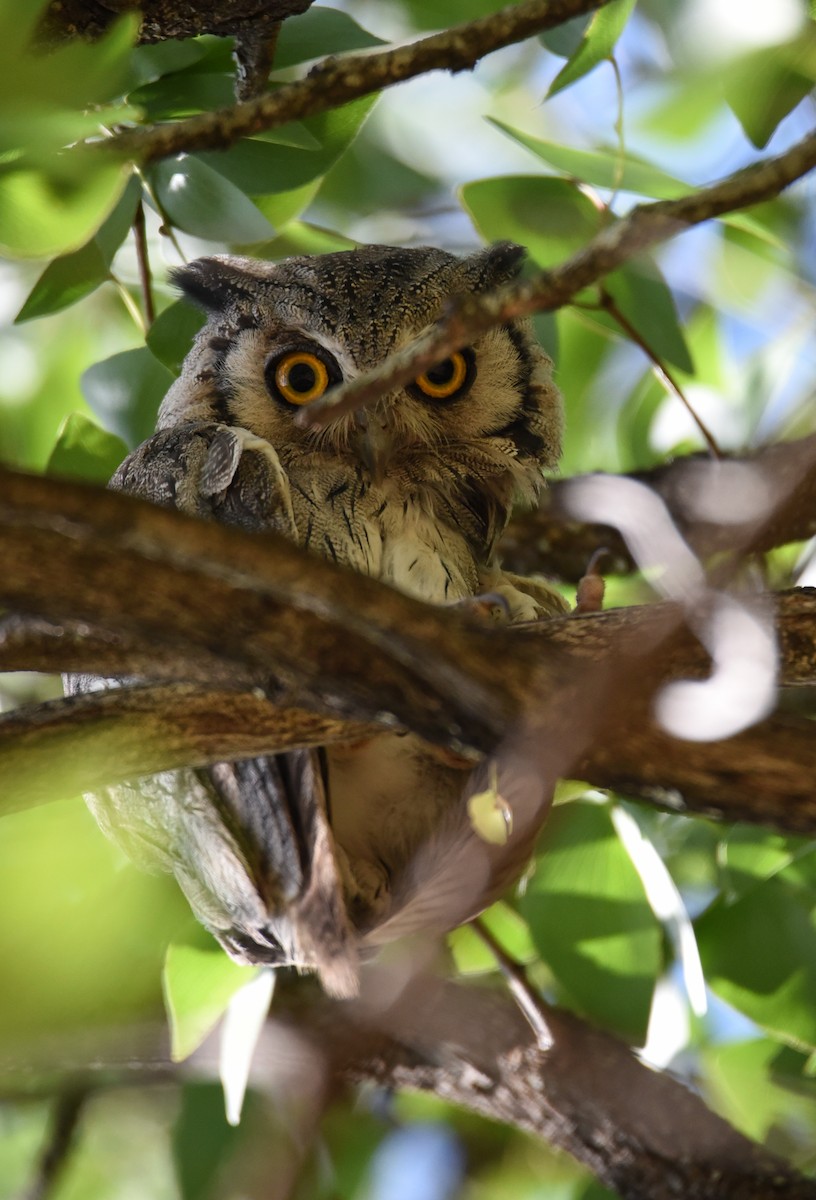 Southern White-faced Owl - ML187458821