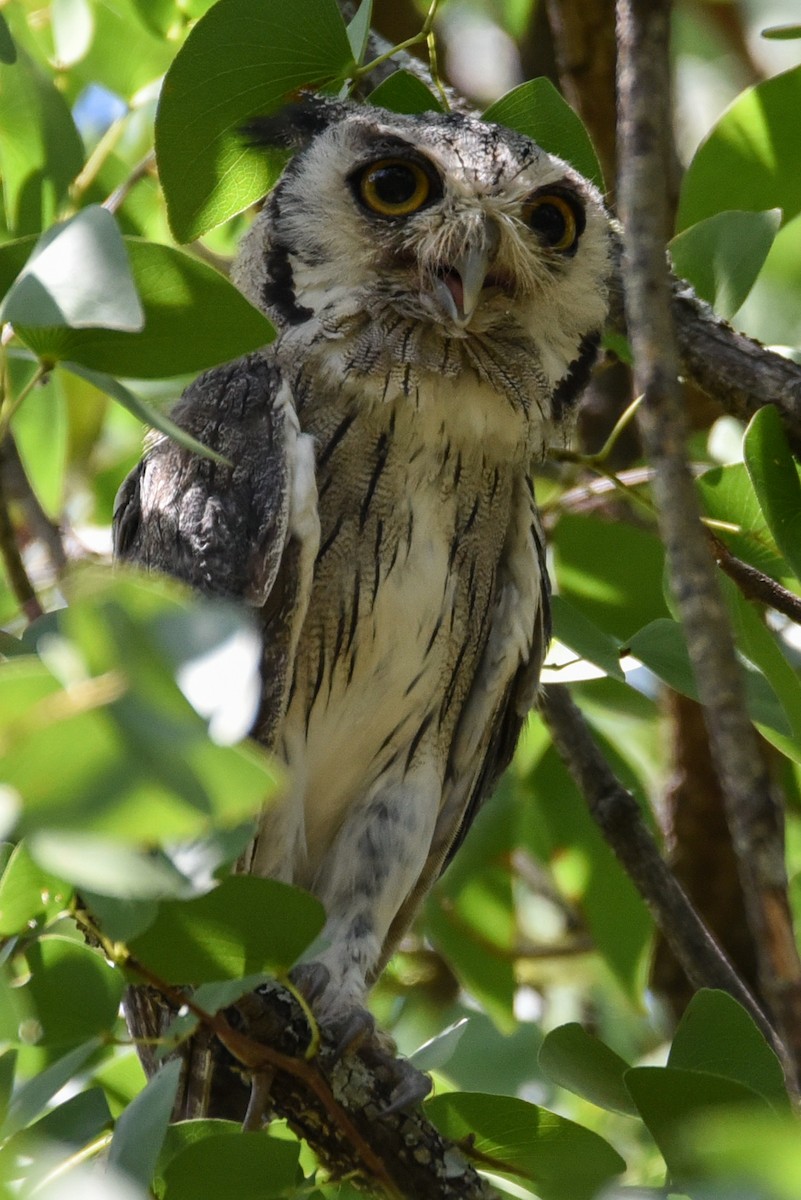 Southern White-faced Owl - ML187459331