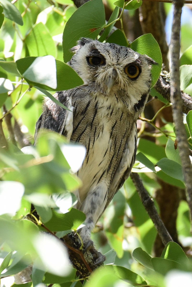 Southern White-faced Owl - ML187459611
