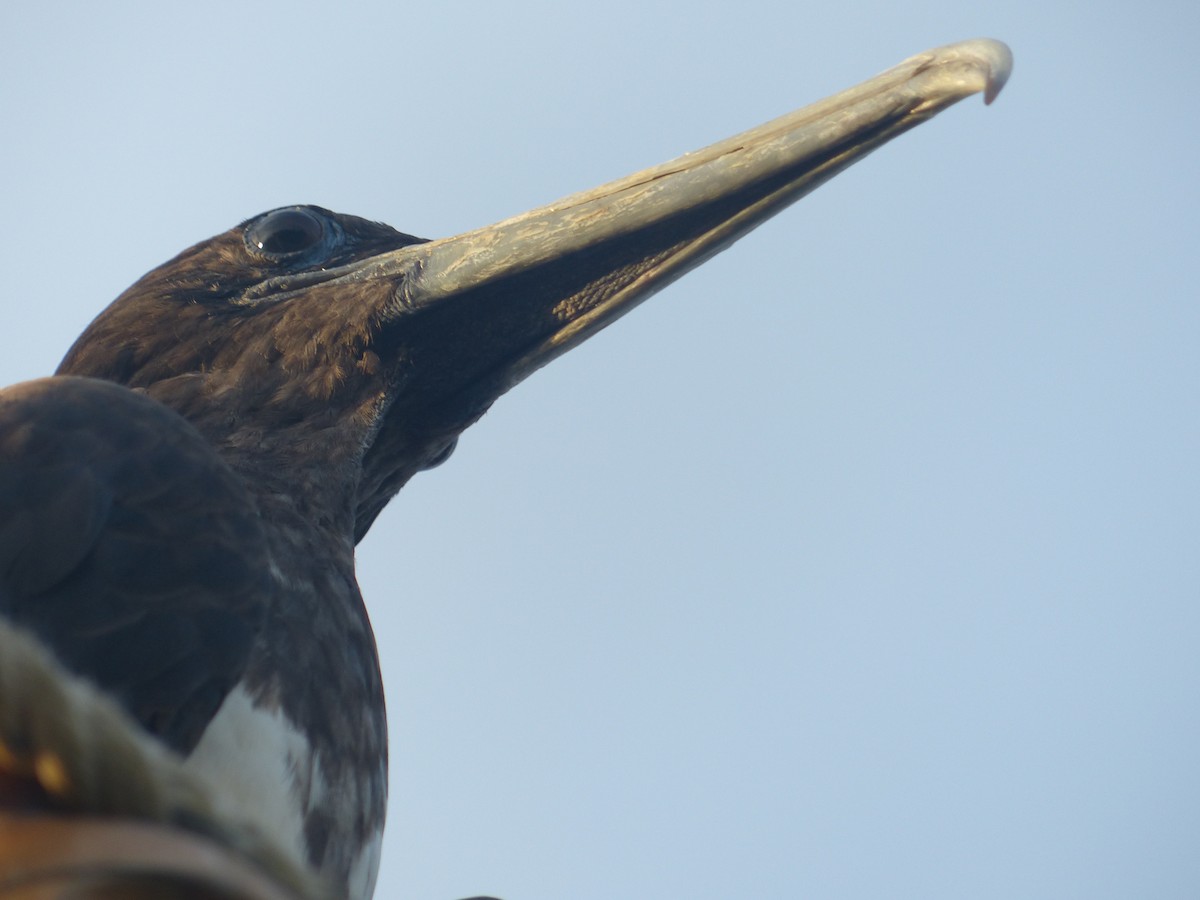 Rabihorcado Magnífico - ML187460751