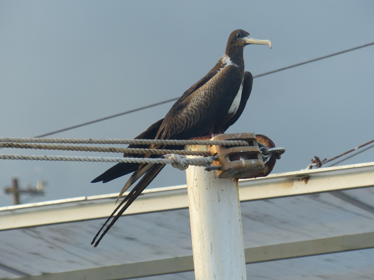 Rabihorcado Magnífico - ML187460771