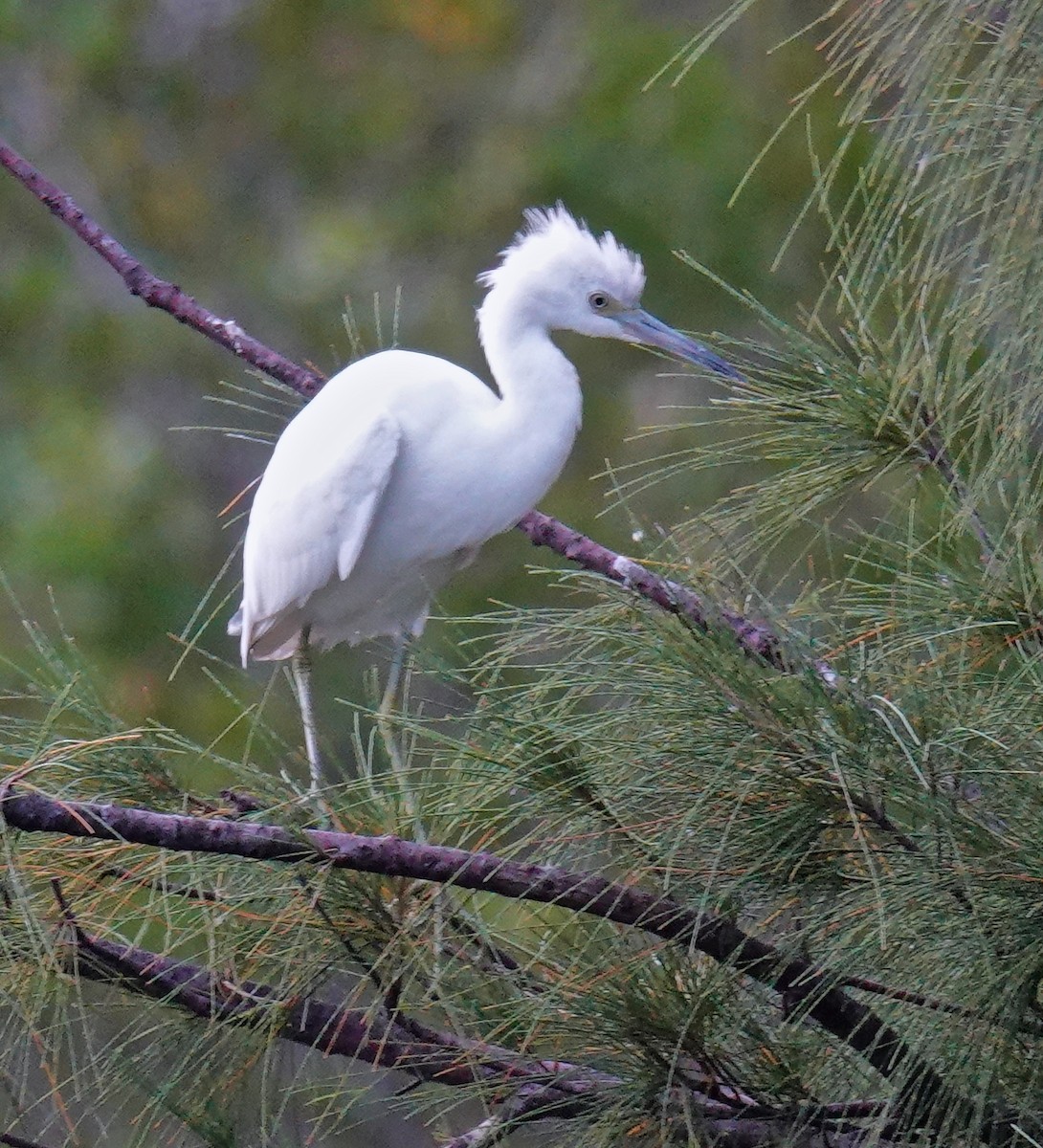 Little Blue Heron - Pavia Antonas 🦉