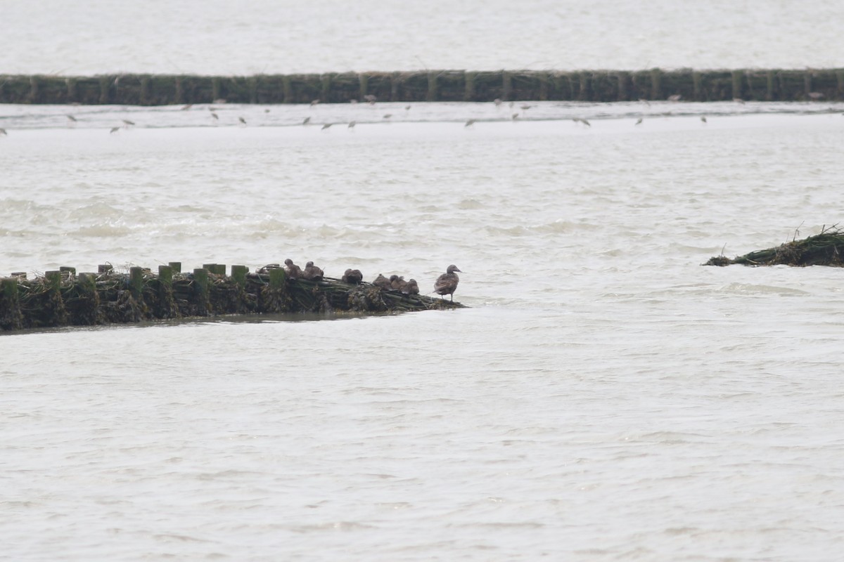 Common Eider - ML187461121