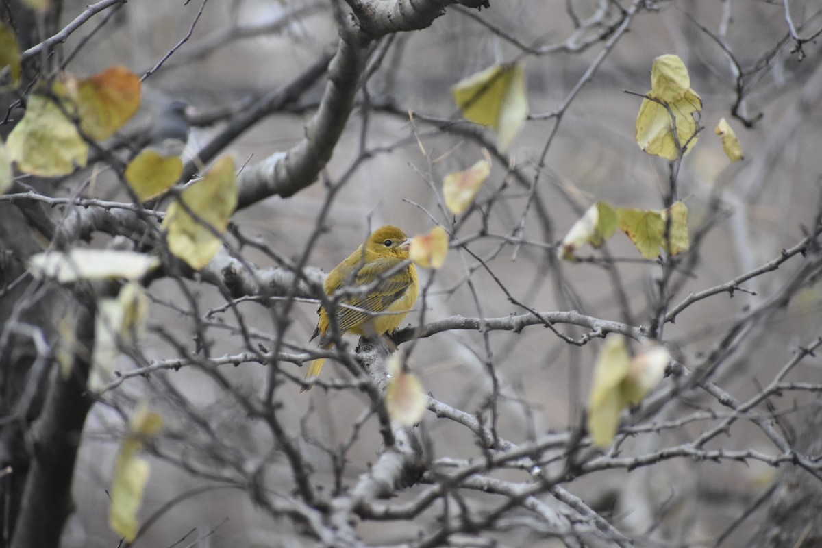 Summer/Scarlet Tanager - Mel Tracy