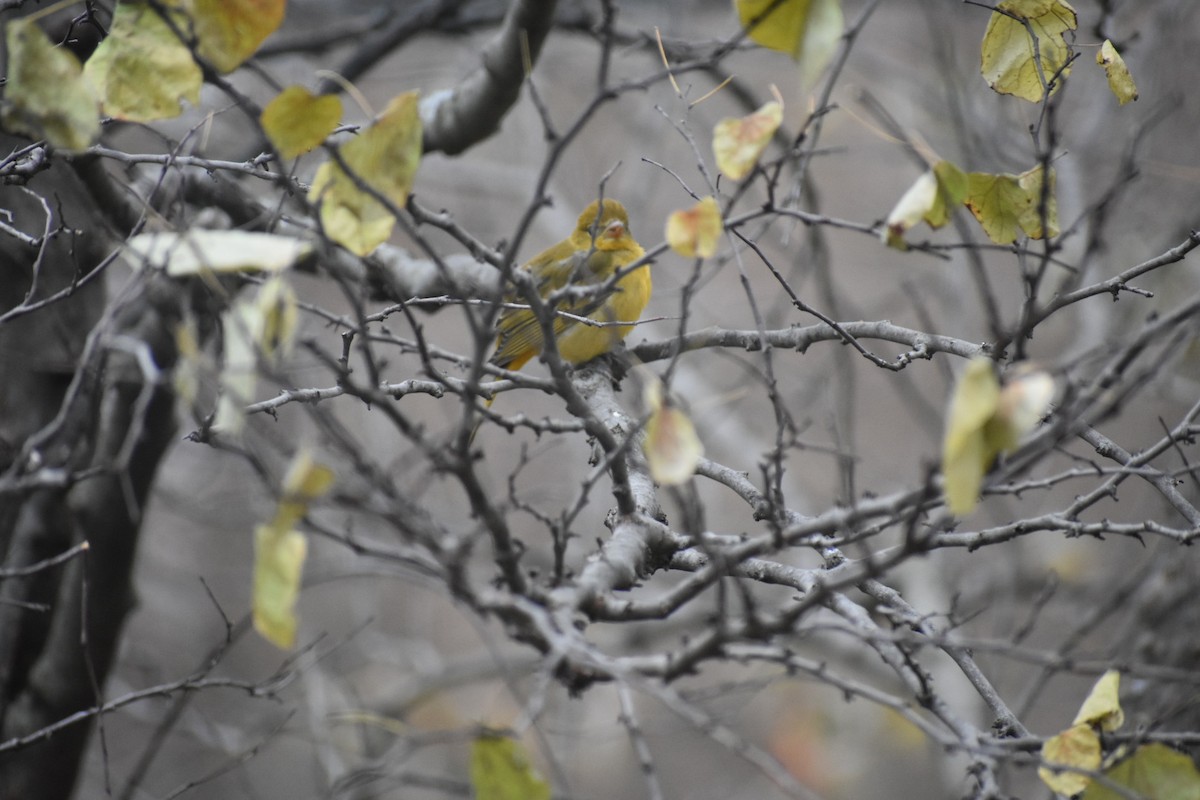 Summer/Scarlet Tanager - Mel Tracy