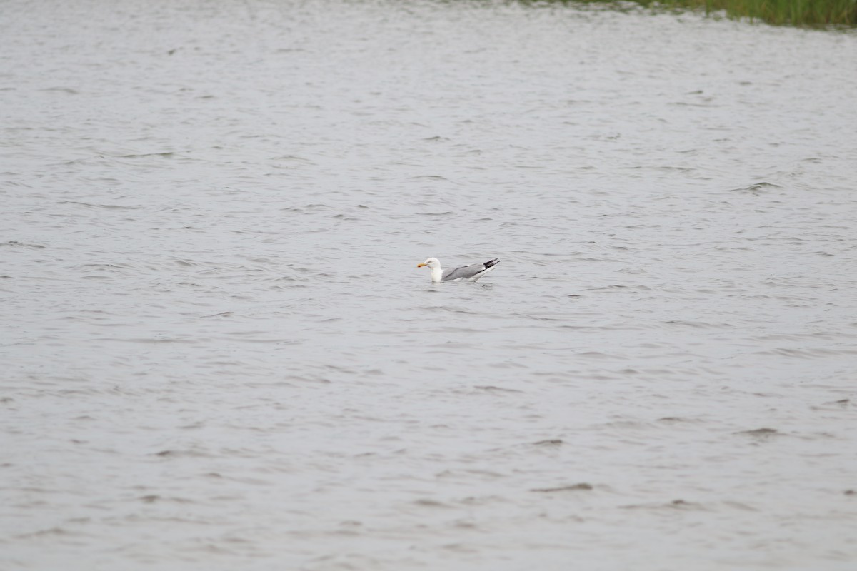 Herring Gull - ML187463241