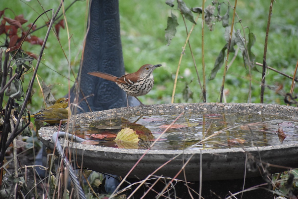 Brown Thrasher - ML187463251