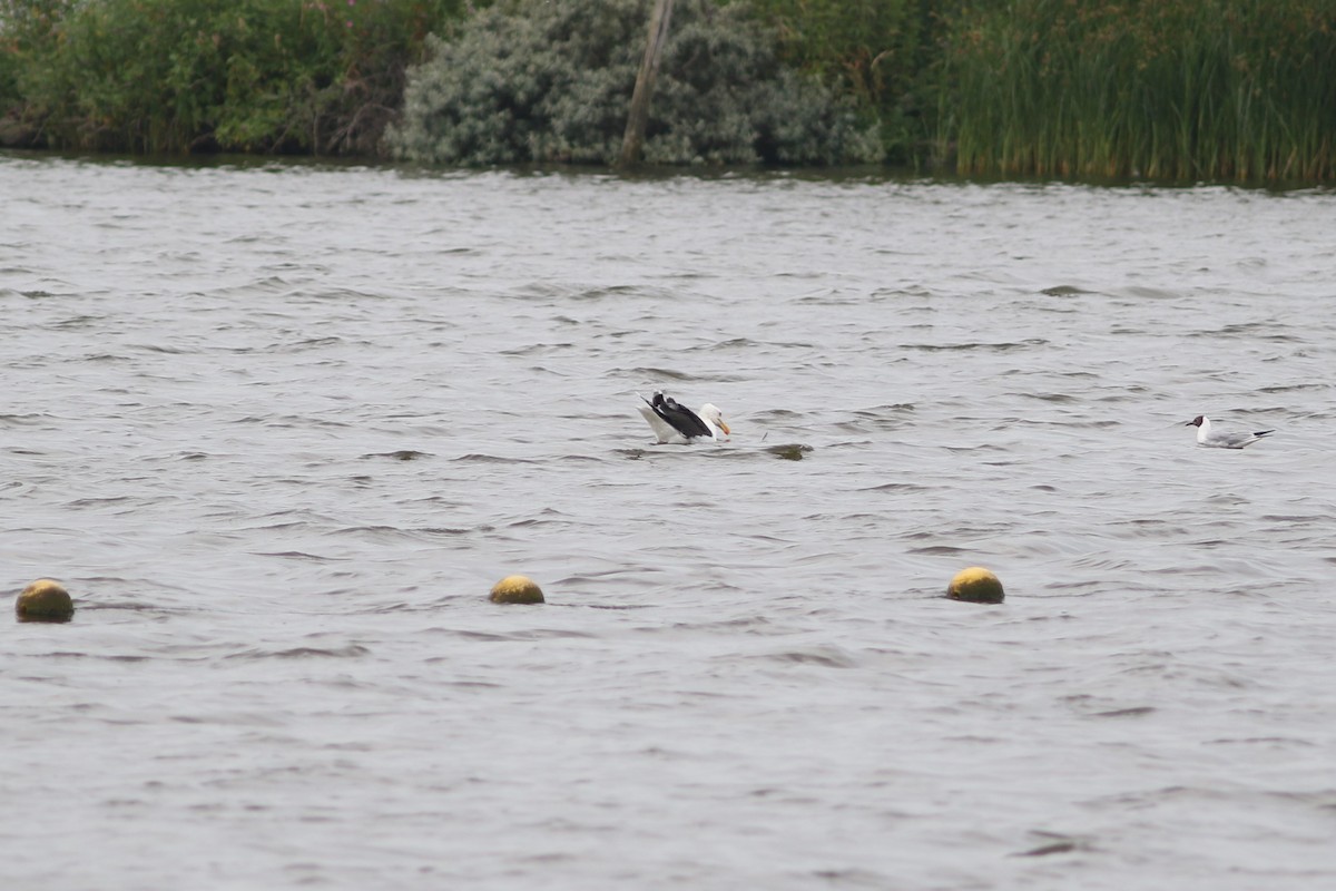 Great Black-backed Gull - ML187463281