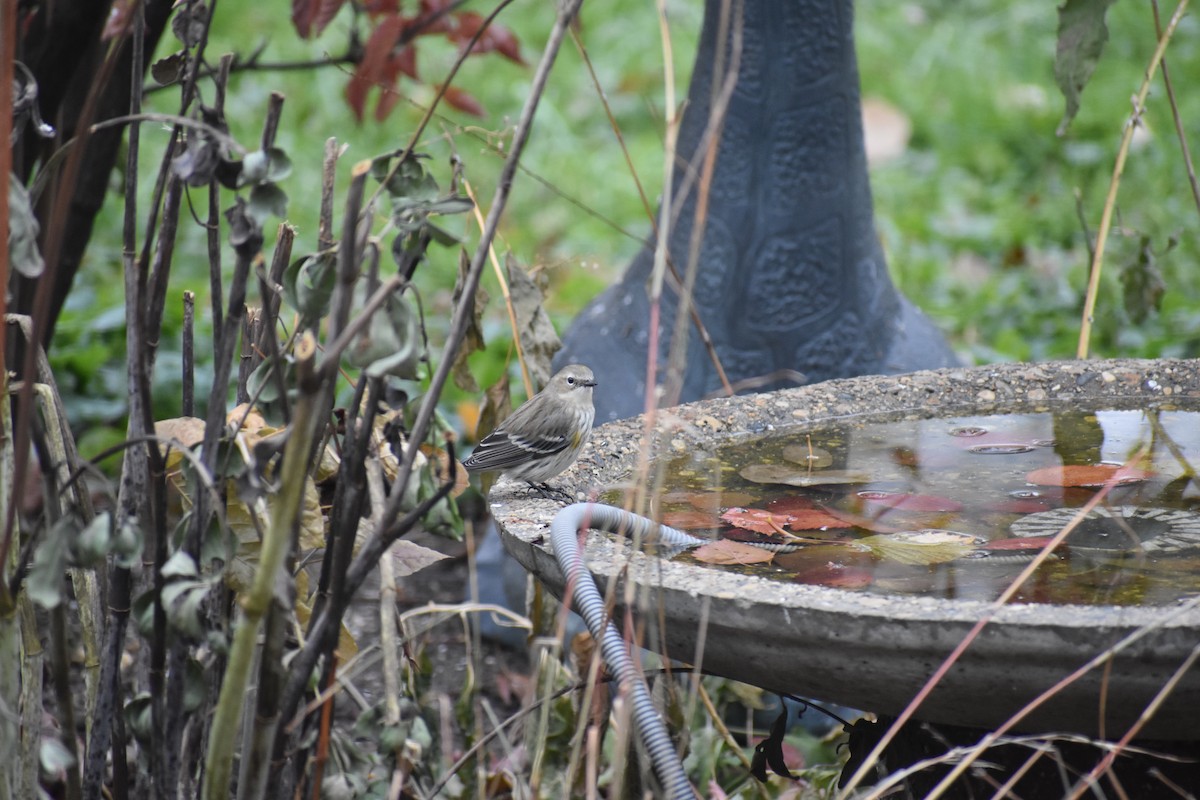Yellow-rumped Warbler - ML187463301