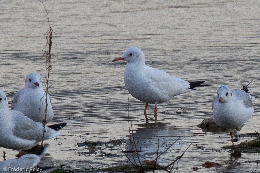 Black-headed Gull - ML187464941